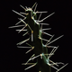 Jumping cholla cactus